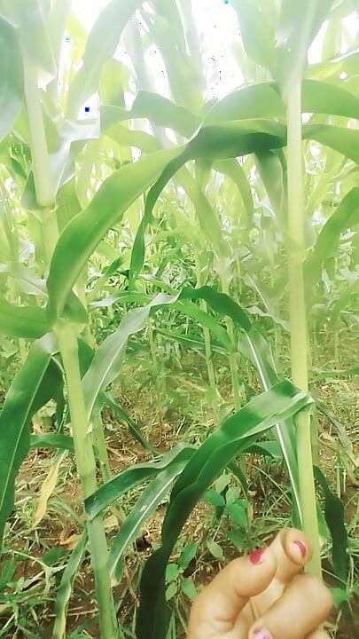 Sister-in-law called me to the field of maize today and sister-in-law sucked my cock and removed the water, then I picked up sister-in-law's two legs and fucked my sister-in-law loudly.