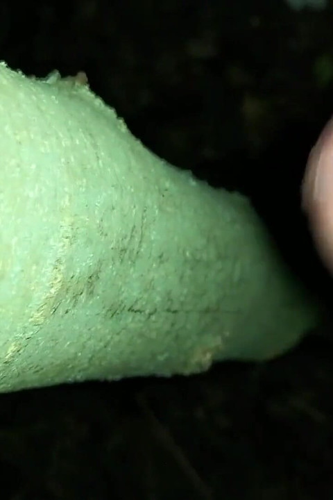 Dölümü "seyir döl ağacına" ekledim