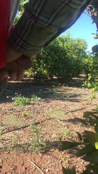 Ayuda a papi a masturbarse en el bosque