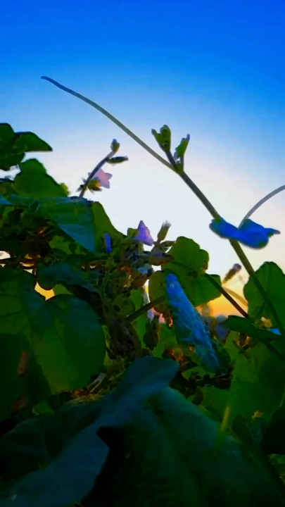 .nature lover