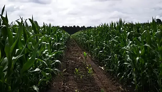 Slap my tits in the cornfield