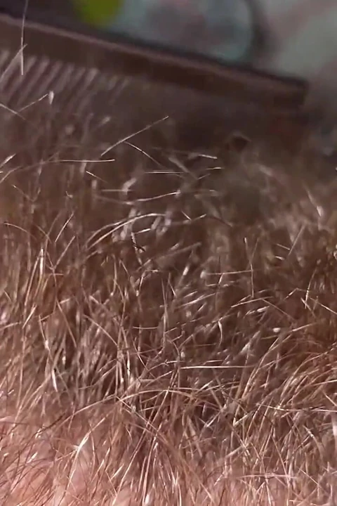 Brushing My Bush