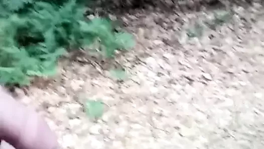 Im Wald spazieren
