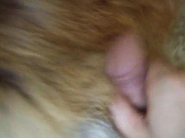 FurForever...just me