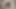 Cewek sange ini lagi asik ngocok kontol di tengah malam dengan virjanya