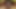 الملاك الآسيوي 25202