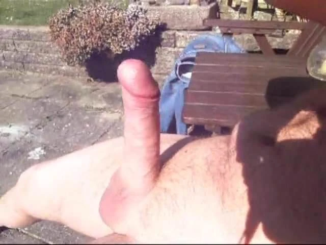 Cock in the sunshine.