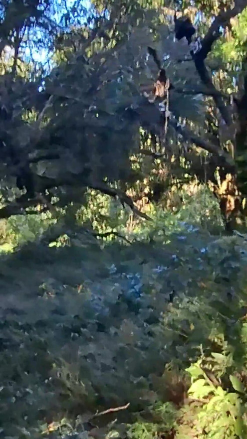 I met a stranger while I was naked in the woods. | Clip 2