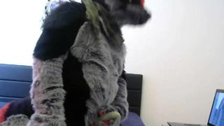 Murrsuit pawing