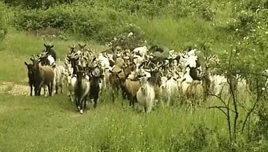 Pelacur Jerman yang menarik disetubuhi di foursome panas