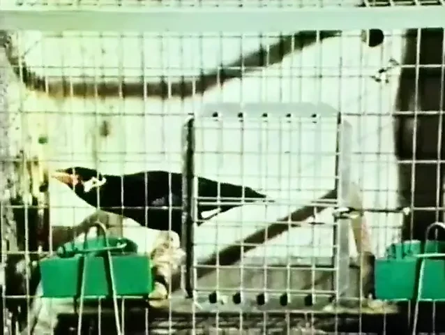 William Comes... Out - 1971