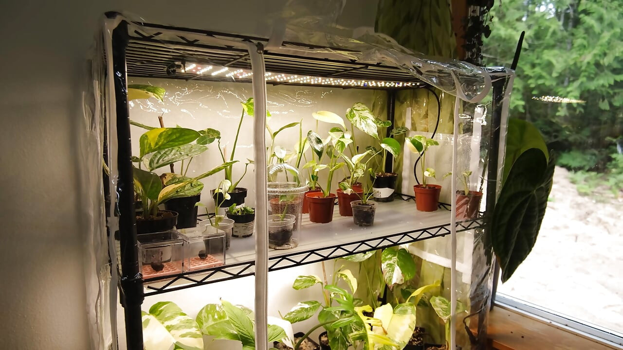 Moving My Plants Indoors