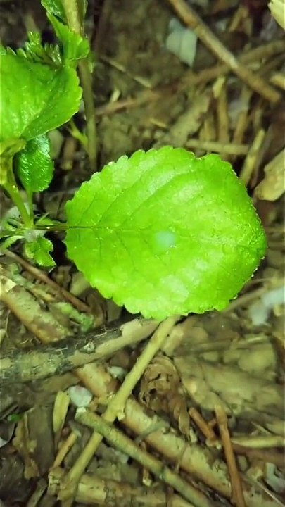 Caught Friend Jerking off Outdoors, Then I Found and Tasted His Cum