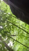 Video pregled