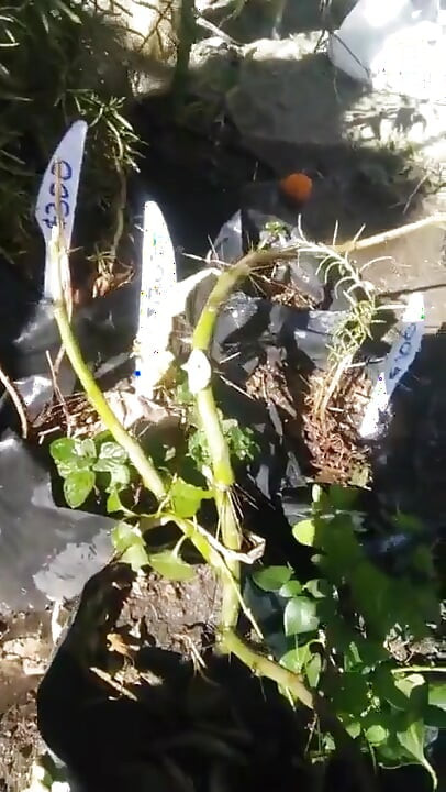 Watching Her Watering