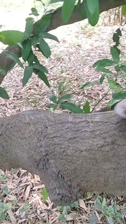 The boy from the local village goes to the garden and climbs on the ground and punches him | Clip 2