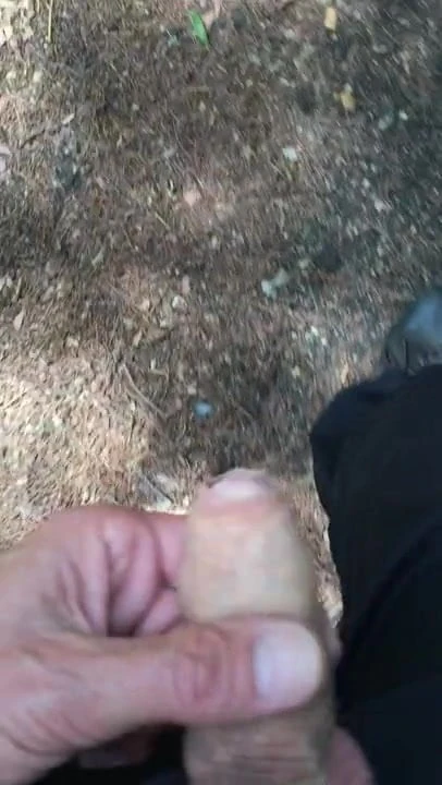 a walk in the woods 1