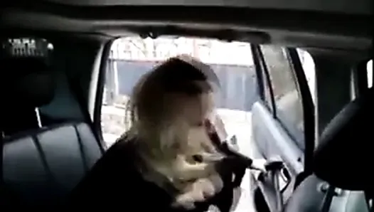 Сашка Васева поет и показывает свои удивительные большие сиськи в машине