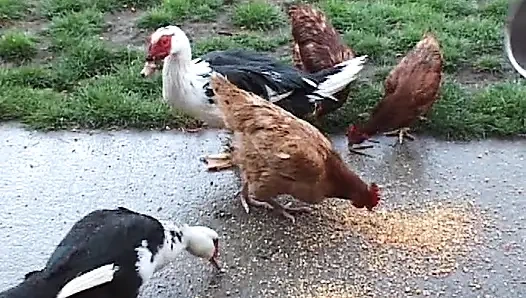 Ginger französische puppe gibt diesem geilen cowboy alle ihre löcher