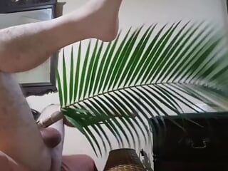 Palmboom maakt je leven koeler