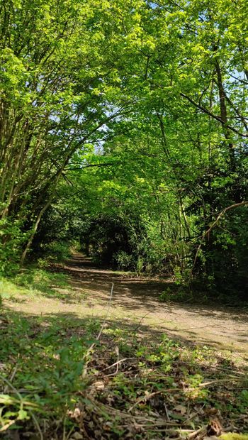 Maidstonenakedman Bluebell Hill ormanında çıplak yürüyor bölüm 2