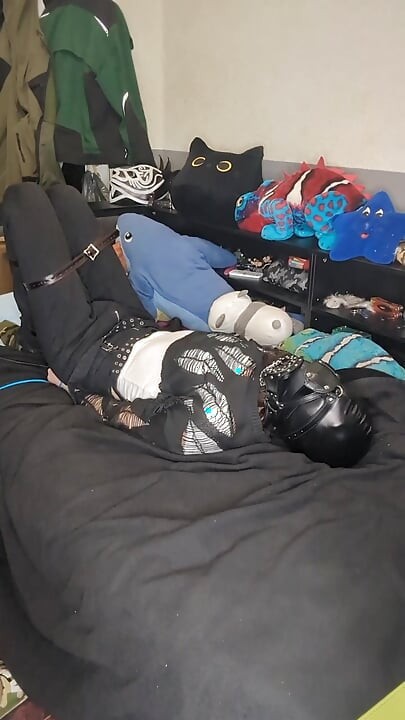 trying head harnes hogtie