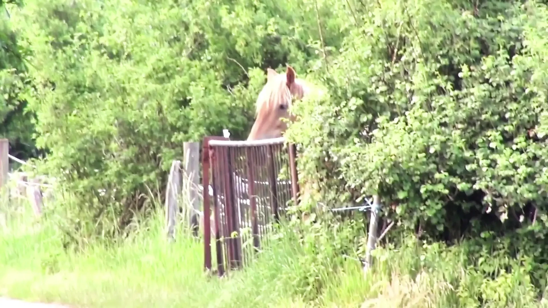 Bodo,dominic Ross - ass,beauty