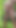 Handjob of June 21, 2024.
Completely naked, I quietly in a private garden.