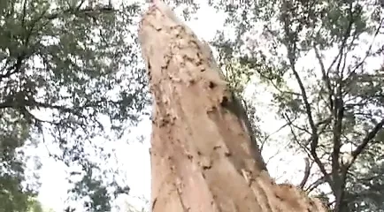 Panique dans les bois