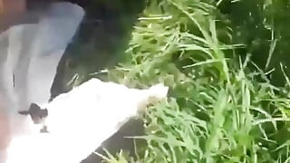 Парний секс посеред сафарі-туру