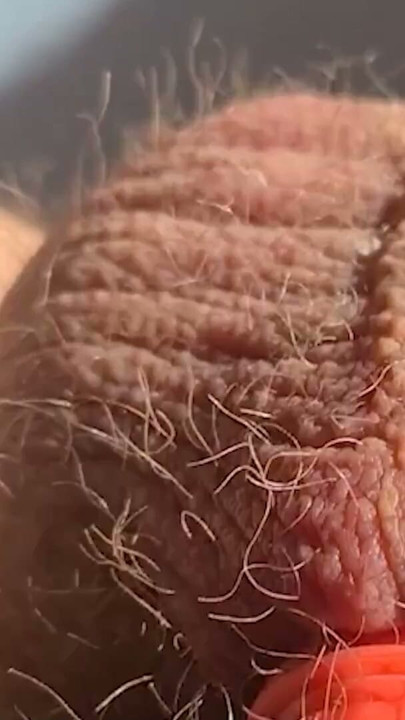 Thick, fat, hard banded cock comes without squirting during horny banding session | Clip 2