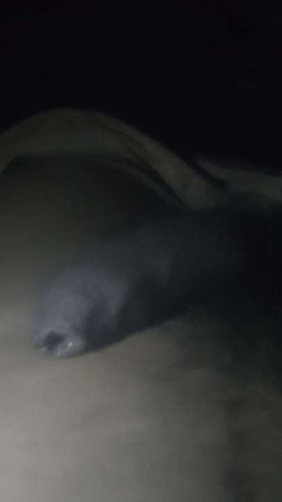 There's a big dick right now