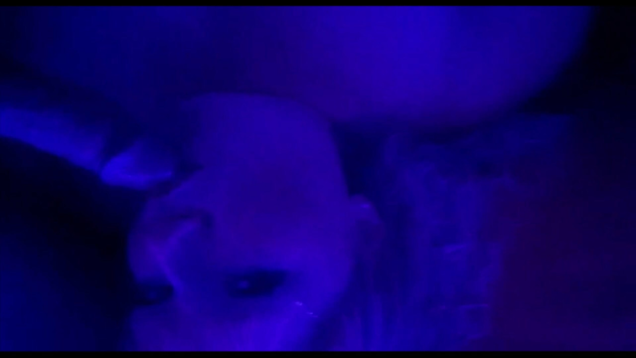 Ehefrau hat spaß, während ehemann weg ist