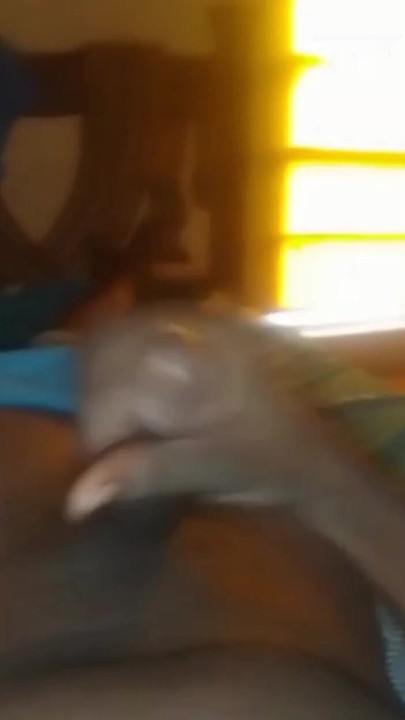 Cock Ninja Sudanes | Απόσπασμα 1