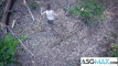 Pratinjau video