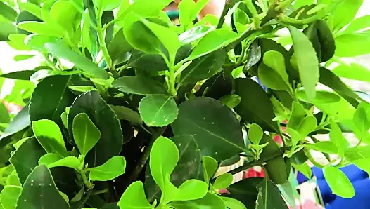 Kiss, Gift Ivys grüne lippen