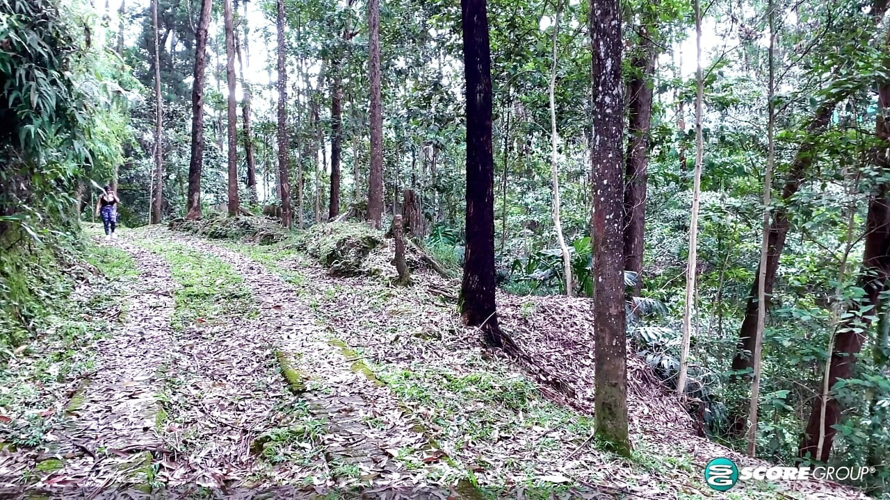 A walk in the woods with huge-titted Latina Angie Bravo