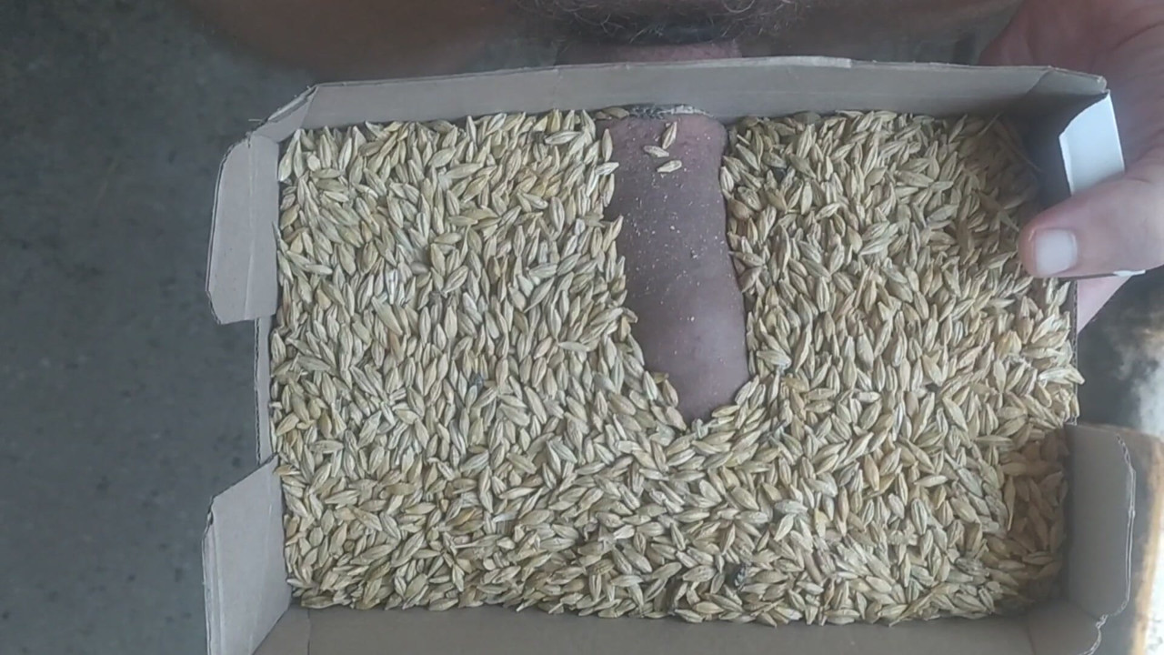 Fucking in the Wheat