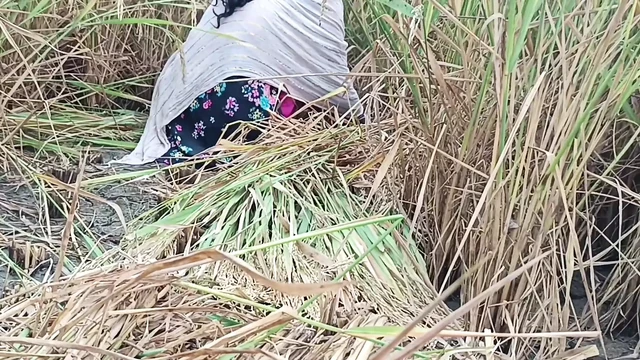 Fucked country girl as a horse in paddy field