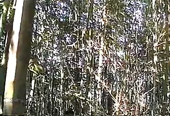 Masturbate by Bamboo
