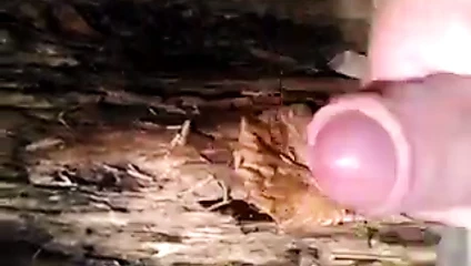 düşmüş bir ağaç üzerinde Cum