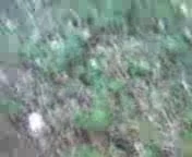 Wanking in forest 2 (public)