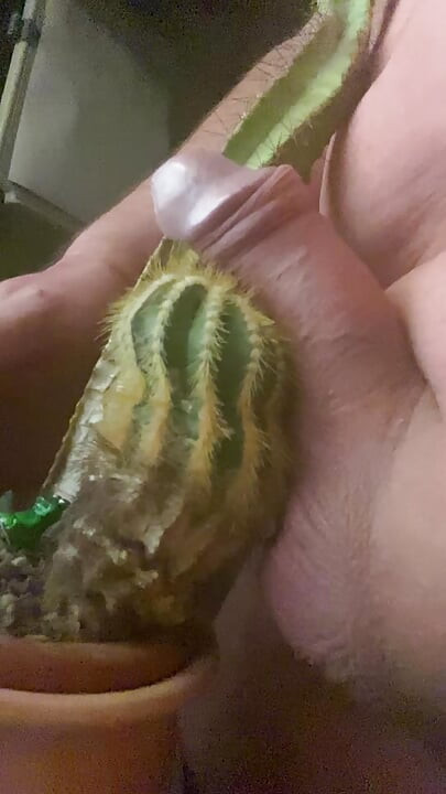 Jebanje kaktusa