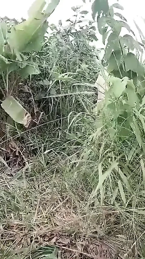 Outdoor Marathons Sex Inside the Farm
