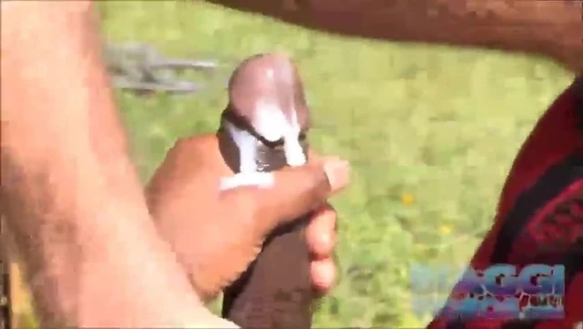 Bianco si infila un cazzone di un Nero appena sborrato