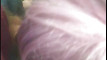 Pratinjau video