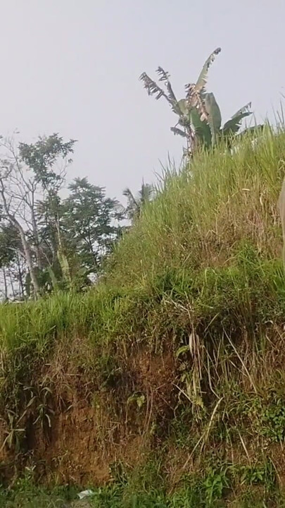 A young man's journey to the rice field where he is urinating again | Clip 1