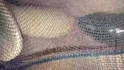 Wife tights