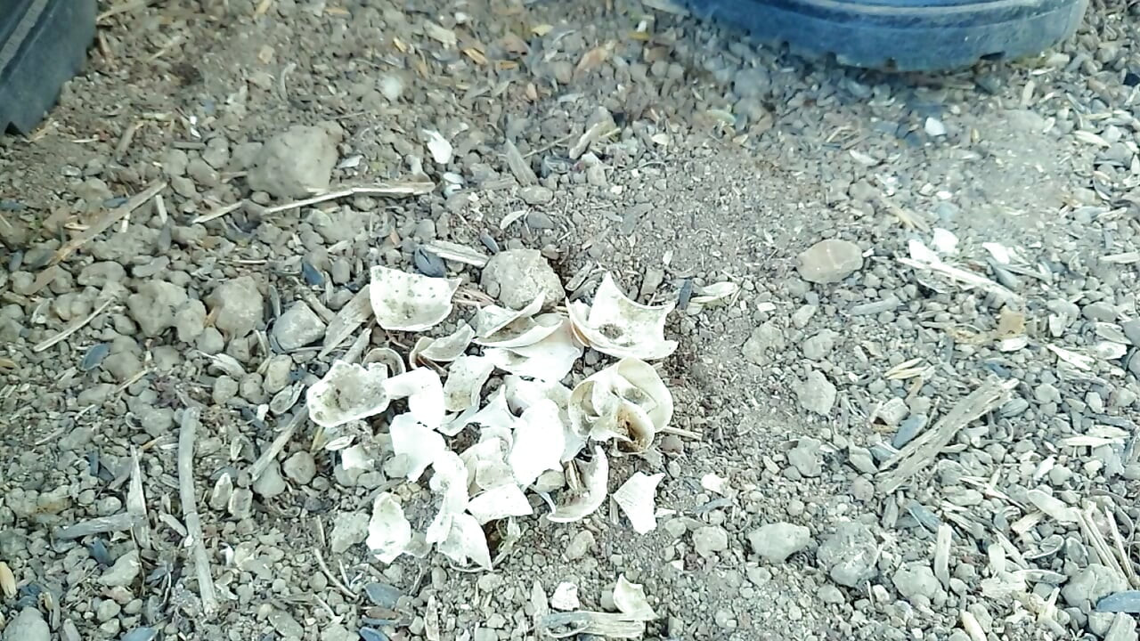 Jerk off and Cum After Empty Shells Are Crushed by Boots