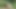 Nudist girl went naked into the forest to pick raspberries